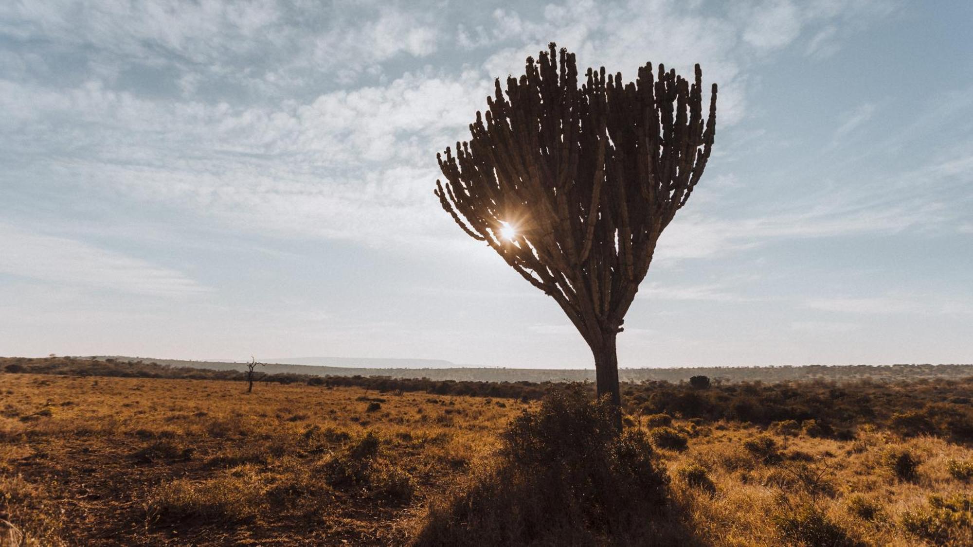 Umkhaya Lodge Mkuze エクステリア 写真
