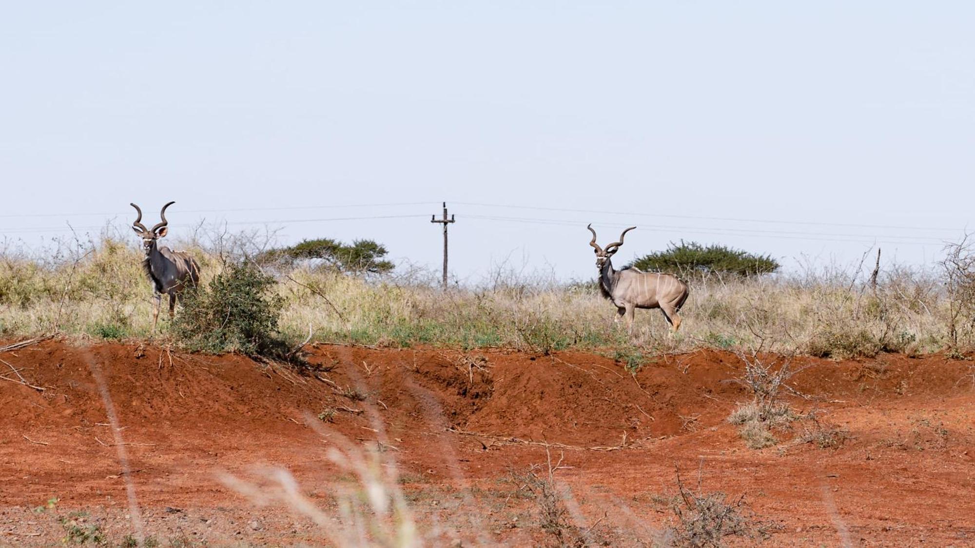 Umkhaya Lodge Mkuze エクステリア 写真