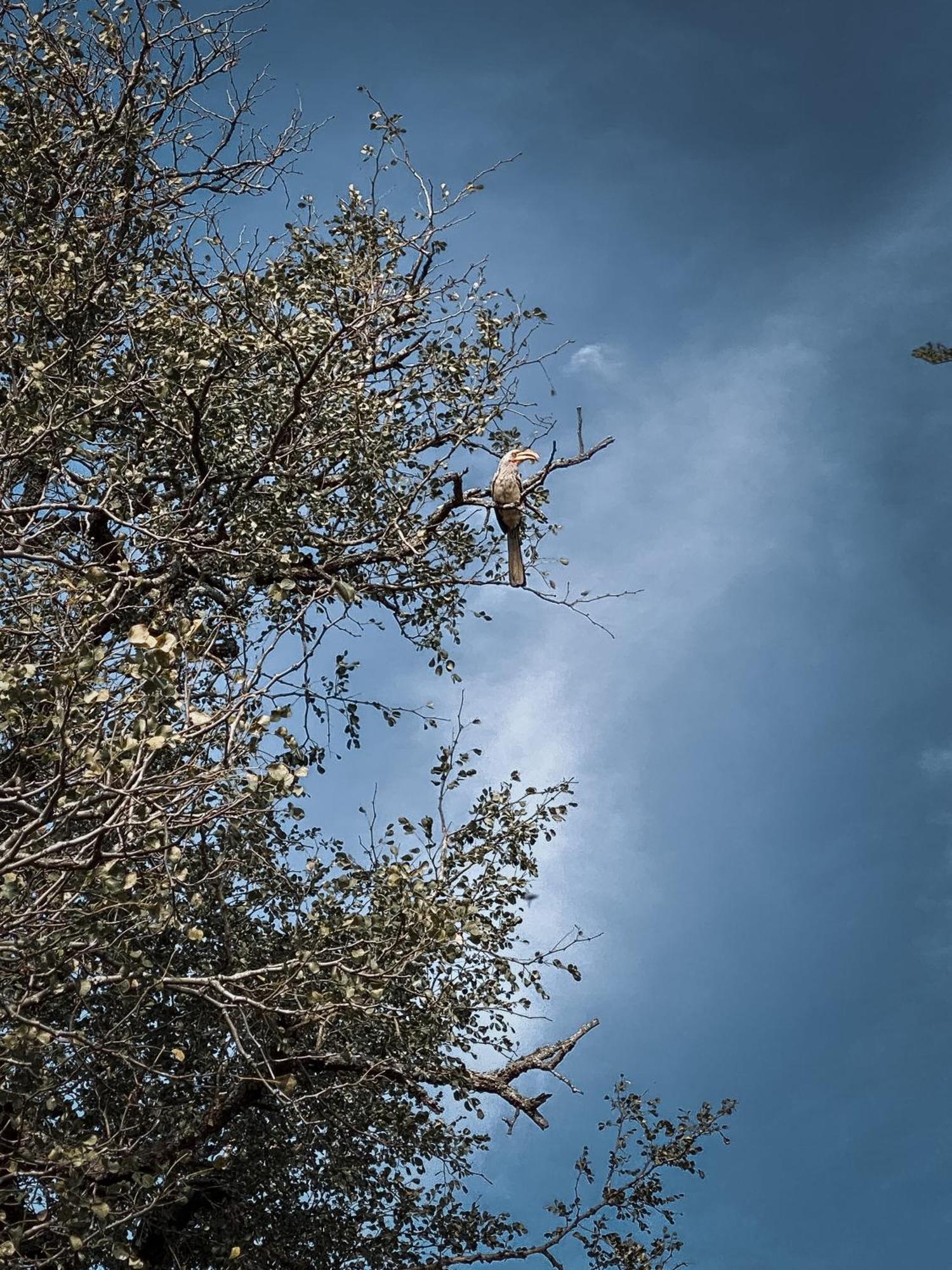 Umkhaya Lodge Mkuze エクステリア 写真
